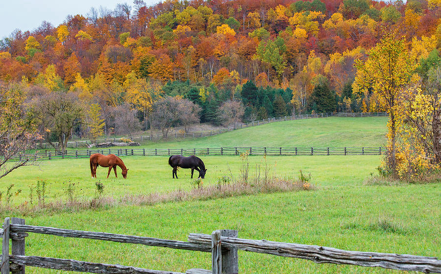 Bubba-and-Clyde-grazing-in-fall