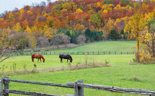 Bubba-and-Clyde-grazing-in-fall