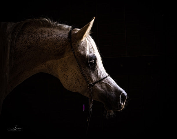 "A Study in Black & White" - Diamond W Ranch