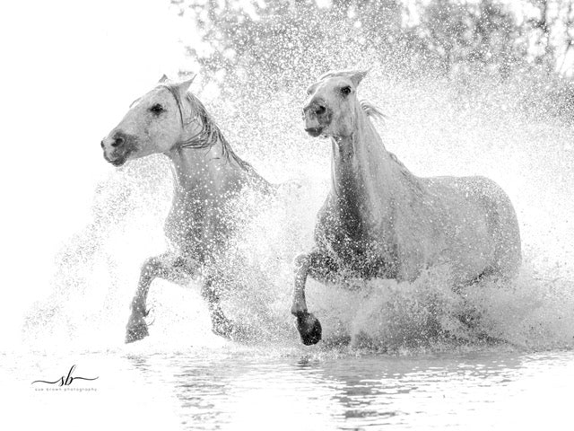 "Camargue" - Diamond W Ranch