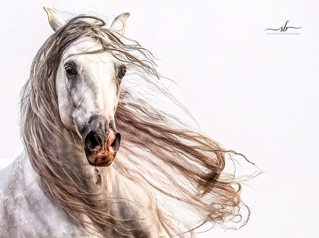 "Hacenado" In Color - Diamond W Ranch