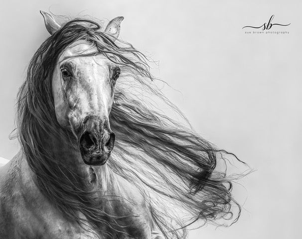 "Hacenado" In Silver - Diamond W Ranch