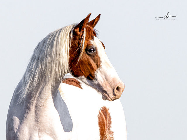 "Indian Paint" - Diamond W Ranch