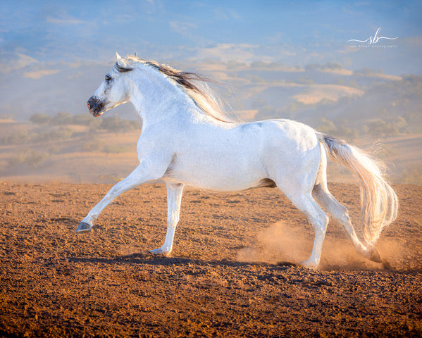 "Painted Desert" - Diamond W Ranch