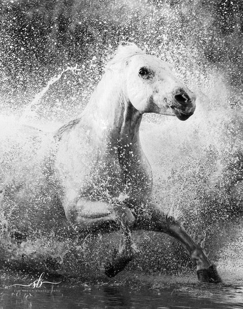 "Racing the Waves" - Diamond W Ranch