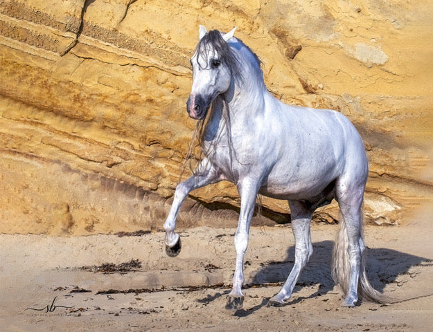 "Sand Dancer" - Diamond W Ranch
