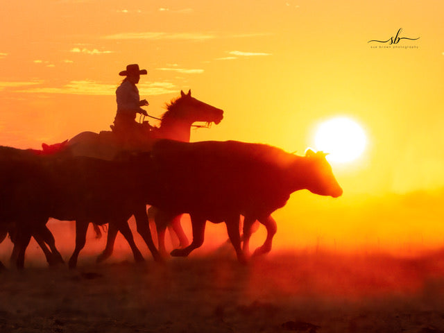 "Trail Dust" - Diamond W Ranch