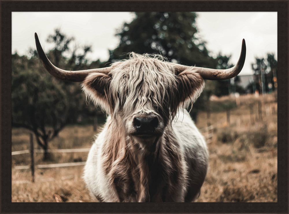 Field Cow - Diamond W Ranch
