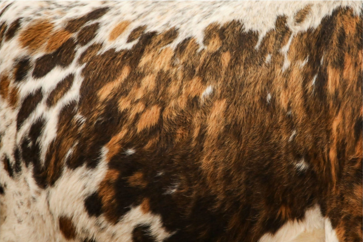 Brindle Cowhide by Rachael Watts Photography