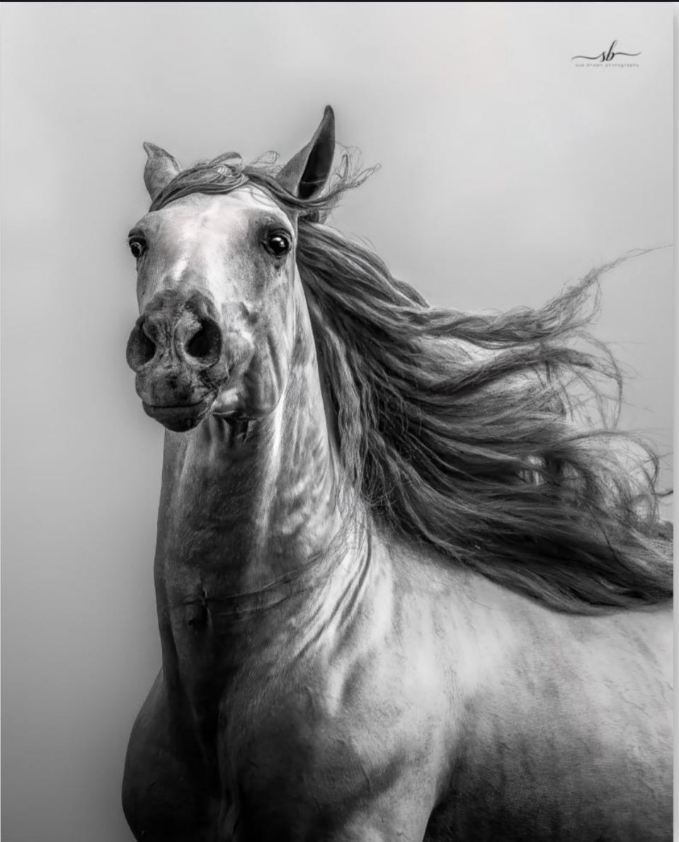 "Windborn"