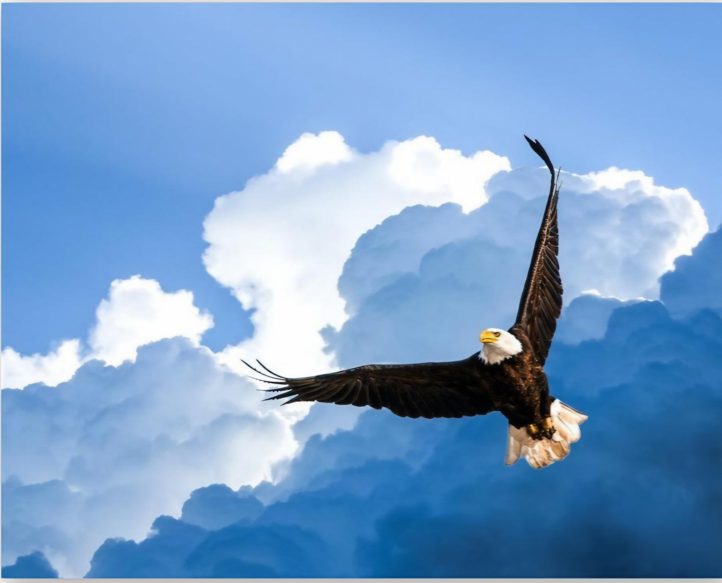 "Freedom"