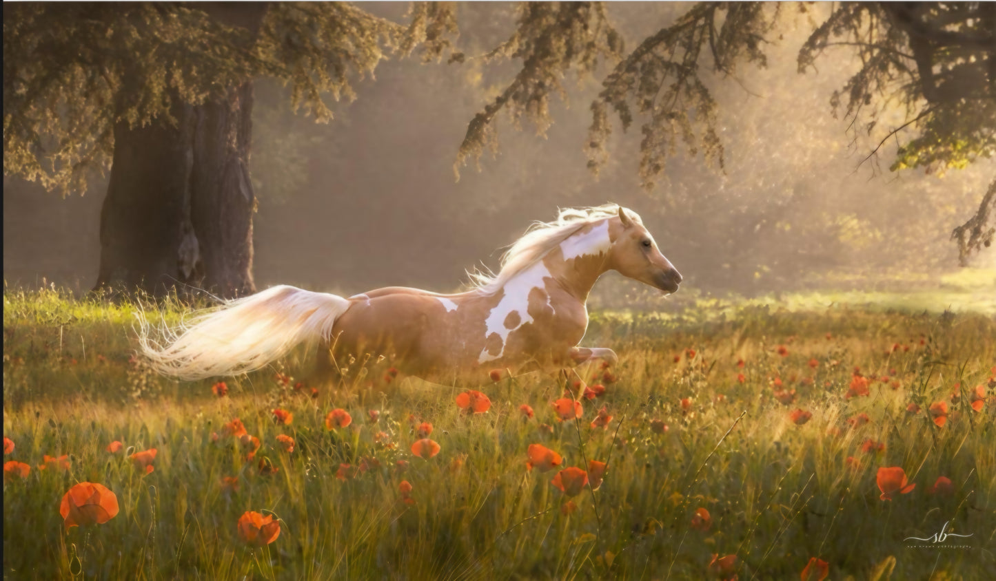 "Misty Morning"