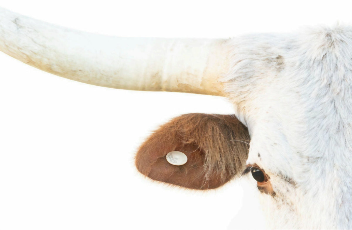 White Longhorn Closeup by Rachael Watts Photography