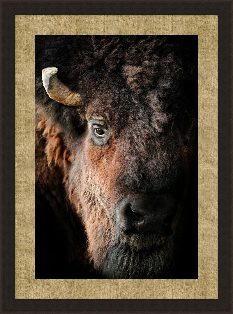 American Bison 1 - Diamond W Ranch