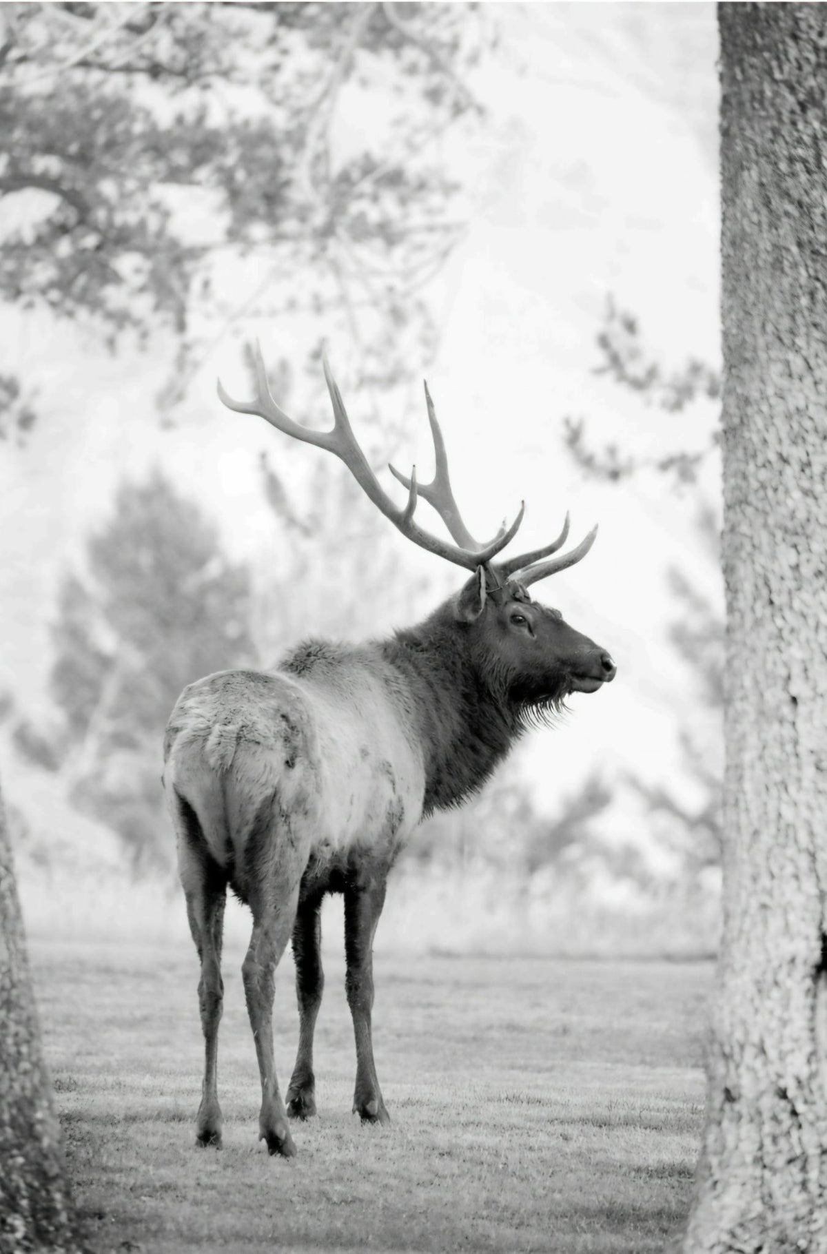 Yellowstone Elk in Black and White by Rachael Watts Photography