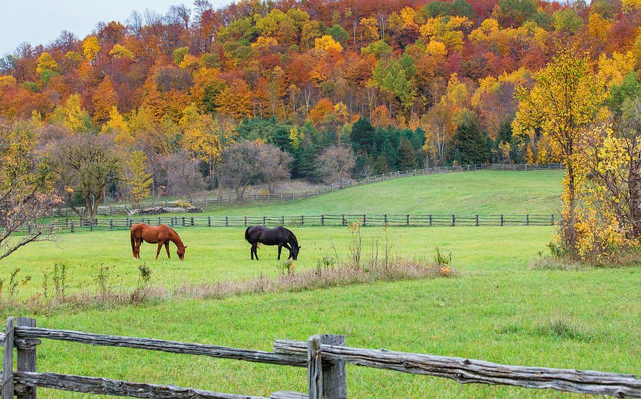 Textiles That Carry the Season - Diamond W Ranch