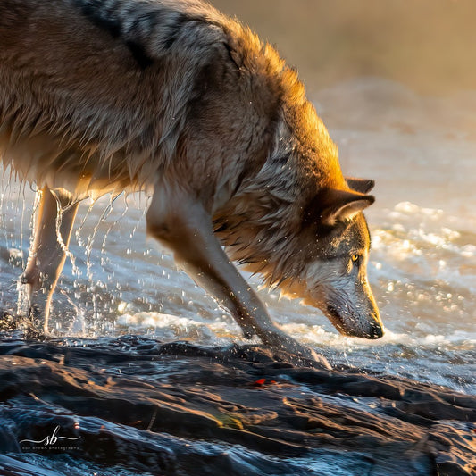 Art for Your Home's Soul | Diamond W Ranch – Page 2