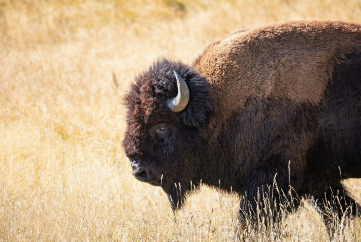 Bison Up Close by Rachael Watts Photography