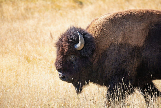 Bison Up Close by Rachael Watts Photography