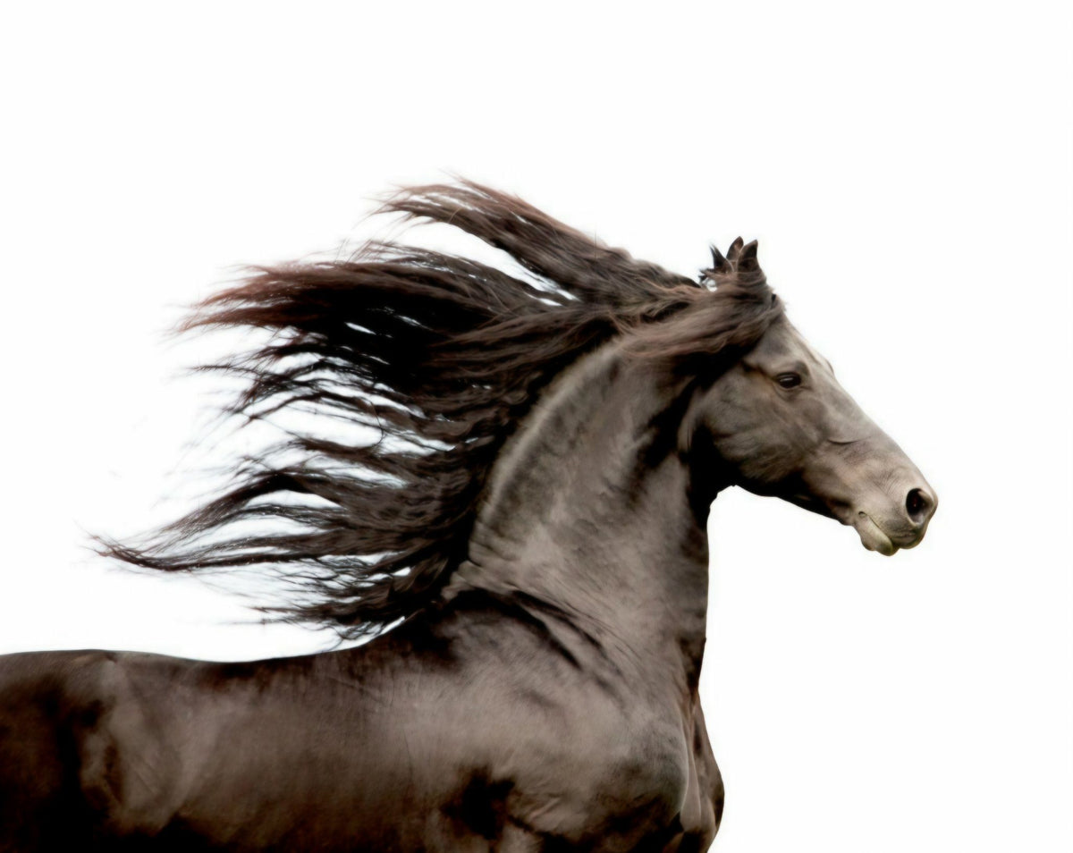 Dark Horse 2 by Rachael Watts Photography