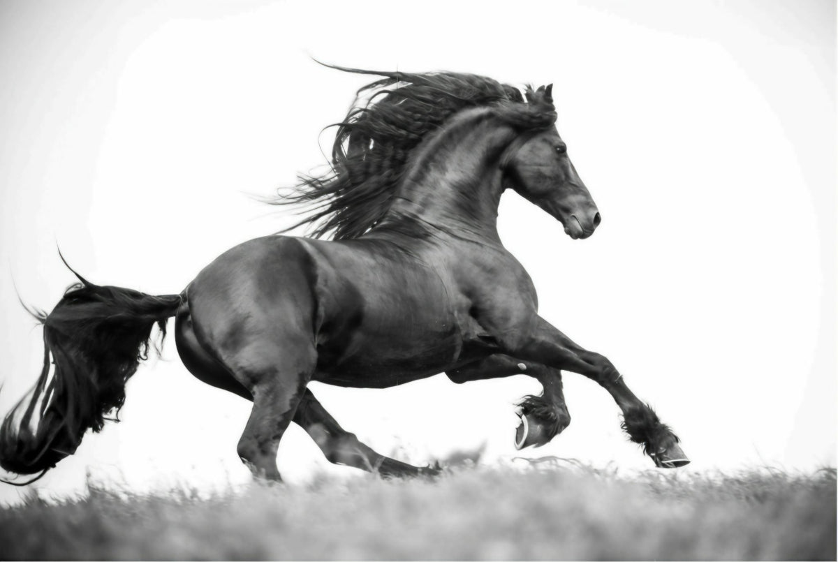 Dark Horse Running by Rachael Watts Photography