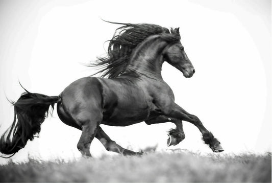 Dark Horse Running by Rachael Watts Photography