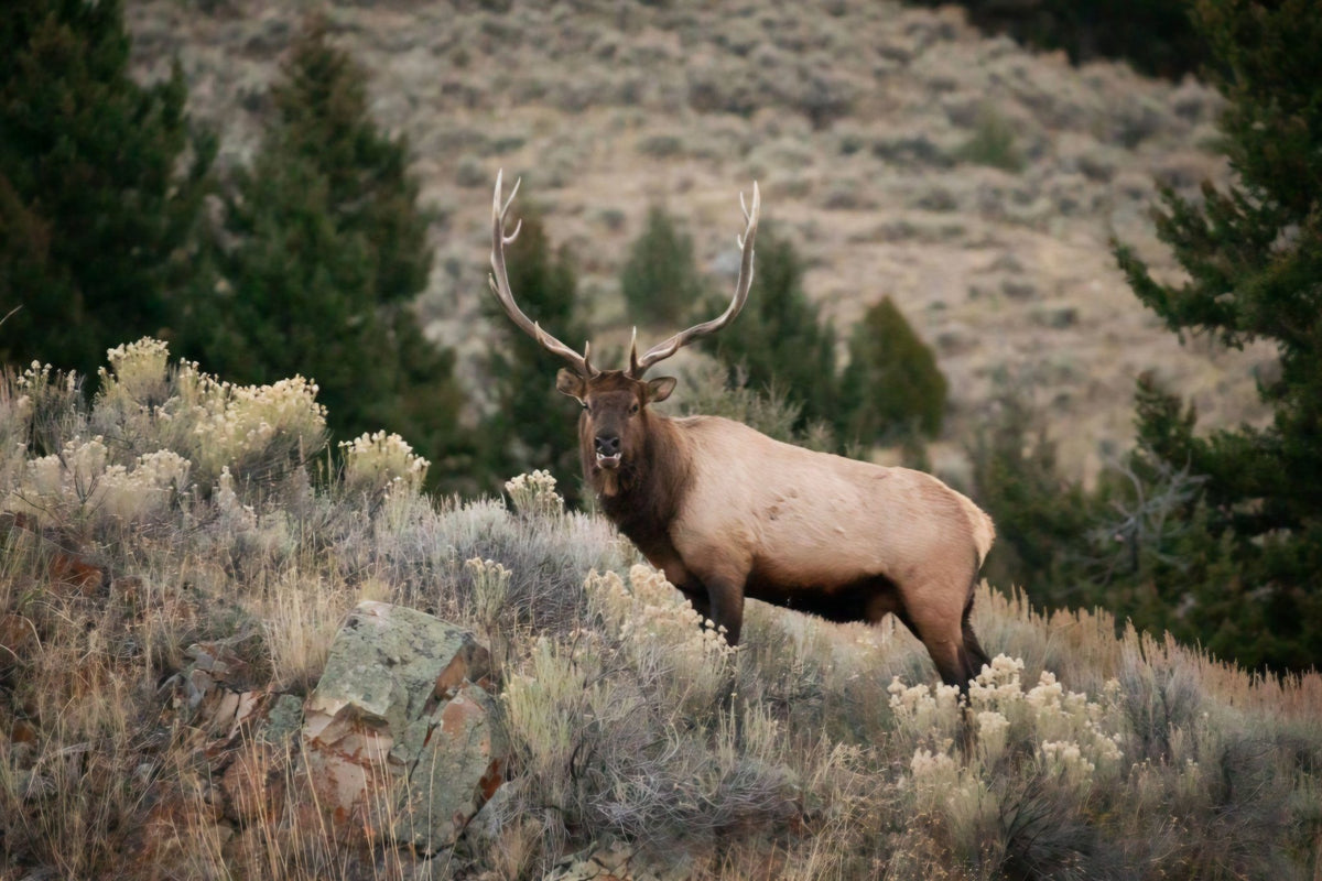 Elk on the Ridge by Rachael Watts Photography