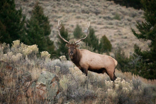 Elk on the Ridge by Rachael Watts Photography