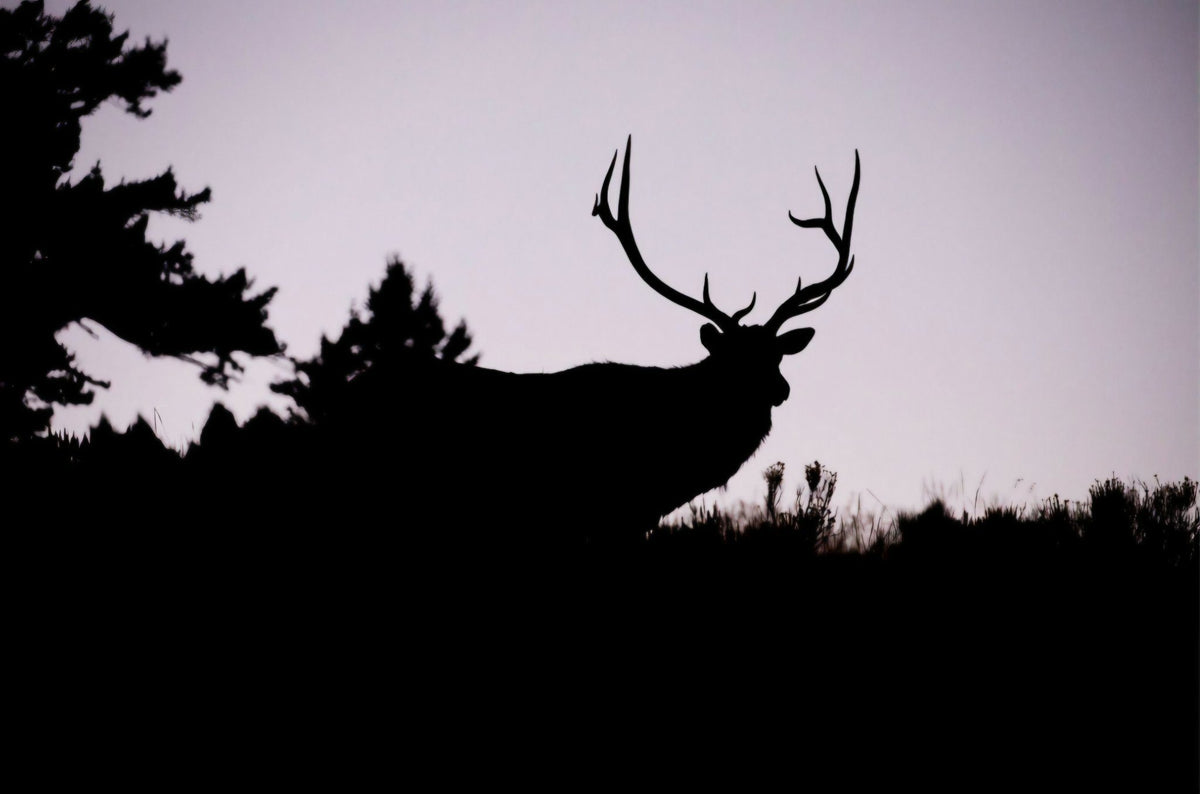 Elk Silhouette by Rachael Watts Photography