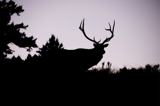 Elk Silhouette by Rachael Watts Photography