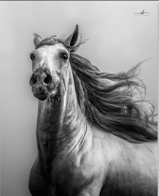 "Windborn"