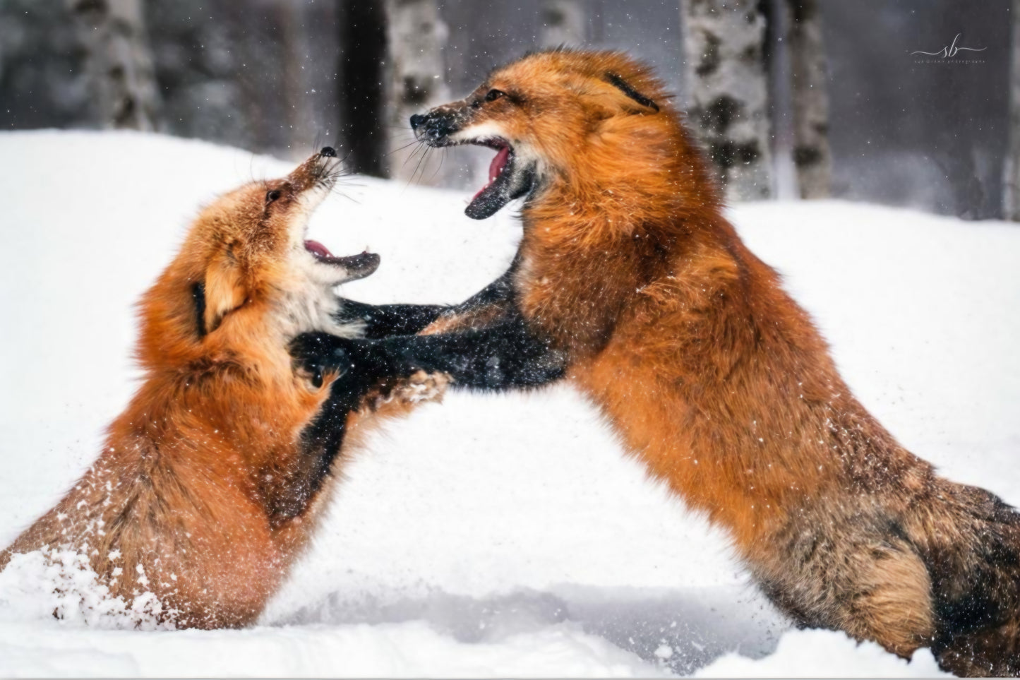 "Tooth and Nail"
