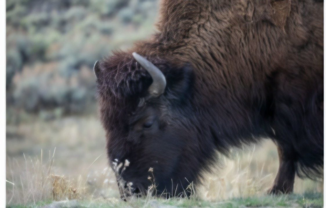 The Stare Down by Rachael Watts Photography