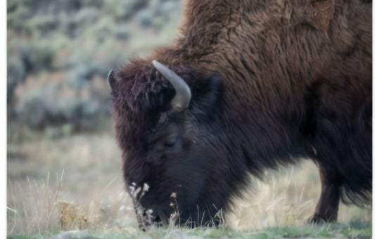 The Stare Down by Rachael Watts Photography