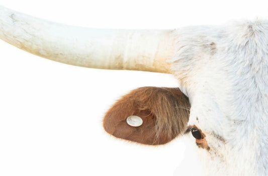 White Longhorn Closeup by Rachael Watts Photography