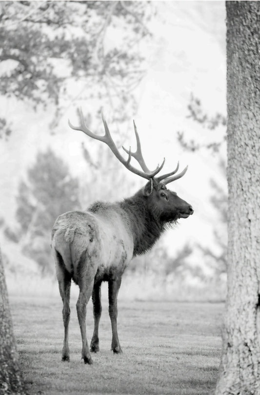 Yellowstone Elk in Black and White by Rachael Watts Photography